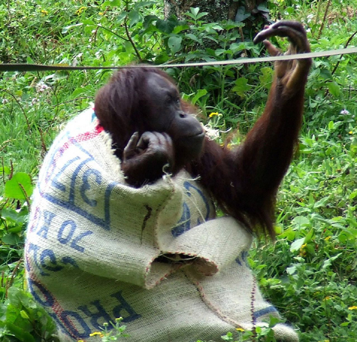Monkey